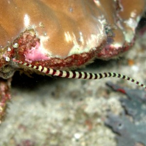 Banded Pipefish