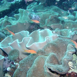 Coral Scene