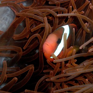 Orange Anemone