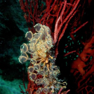 Tunicates + Gorgonian