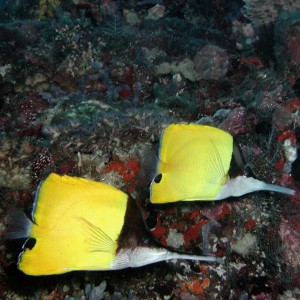 Almost twin Longnose Butterflies