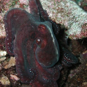 Octopus