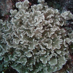 Potato Chip Coral