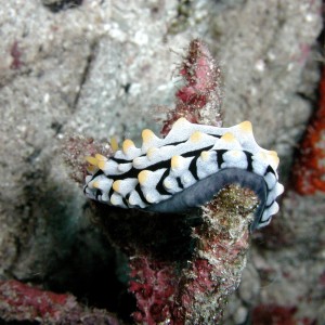 Dangling Nudi