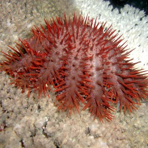 Crown of Thorns