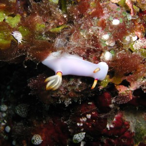 White Nudi