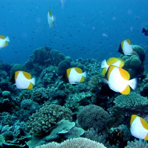 Pyramid Butterflies + Reef