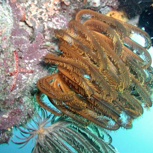 Gold Crinoid