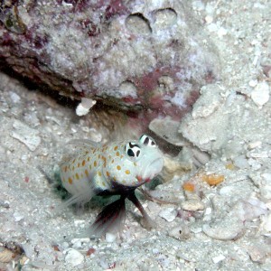 Wise Guy Shrimp Goby