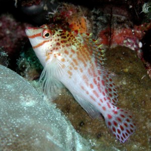 Hawkfish