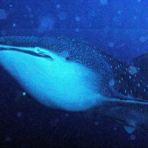 Whale Shark