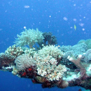 Coral Tableau