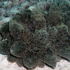 Coralomorph