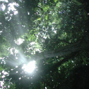 Canopy from Below Mirror Pond