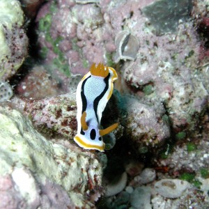 Chromodoris