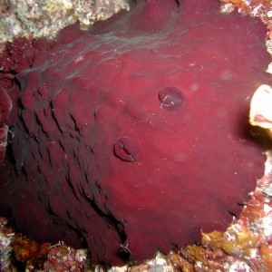 3-ft. Giant Nudi