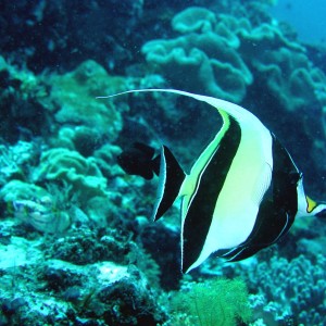 Moorish Idol