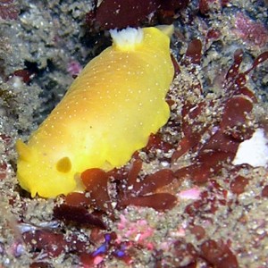 Lemon ???? Nudibranch