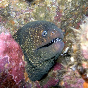 Moray Eel - Catalina