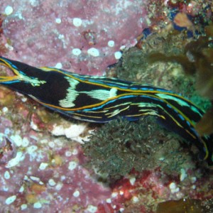 "Anti-Nudibranch" (Prey on Nudibranch's)