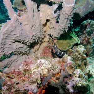 Dominica_Underwater_2005_005