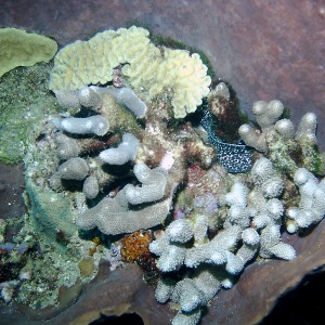 Dominica_Underwater_2005_132