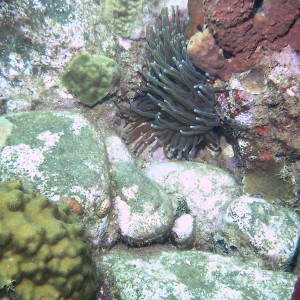 Dominica_Underwater_2005_127