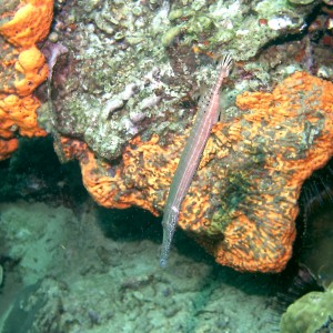 Dominica_Underwater_2005_008