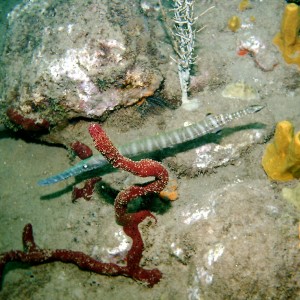 Dominica_Underwater_2005_056