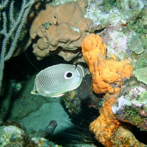 Dominica_Underwater_2005_093