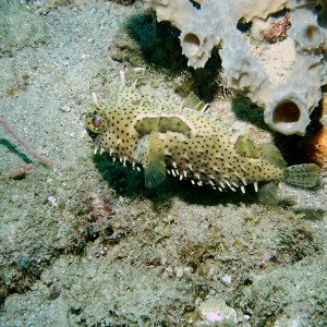 Dominica_Underwater_2005_106