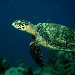 Dominica_Underwater_2005_030