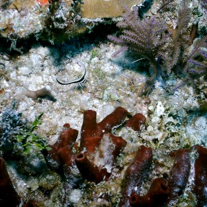 Bimini_Underwater_2005_074