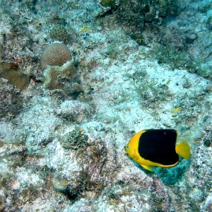 Bimini_Underwater_2005_123