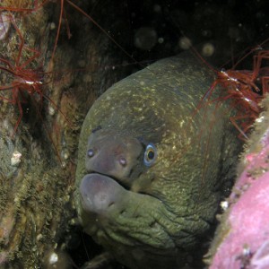 Moray Eel and Shrimp - Deadman's Reef