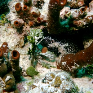 Bimini_Underwater_2005_144