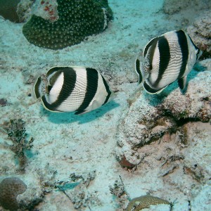 Bimini_Underwater_2005_145