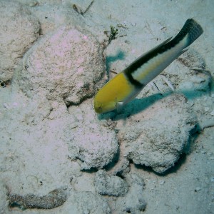 Bimini_Underwater_2005_147