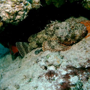 Bimini_Underwater_2005_151