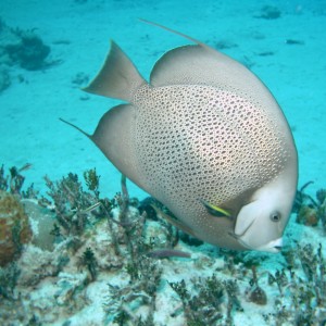 Bimini_Underwater_2005_162