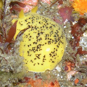 Nudibranch