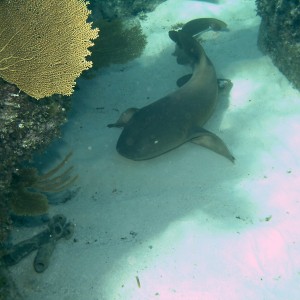 Bimini_Underwater_2005_203