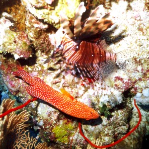 grouper and lionfish