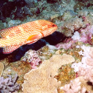 coral grouper
