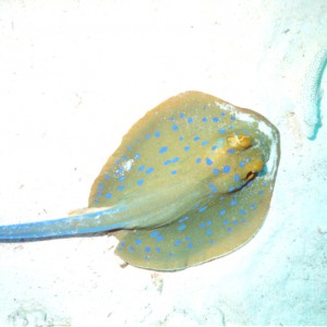blue-spotted stingray 2