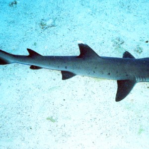 whitetip reef shark