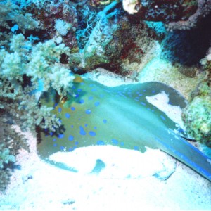 blue-spotted stingray 3