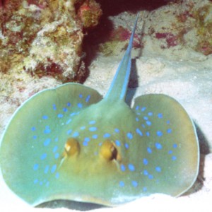 blue-spotted stingray 3