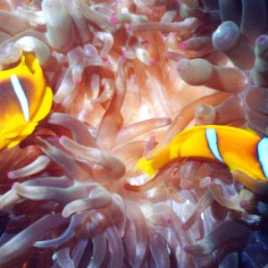 clownfish