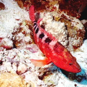 sixspot grouper